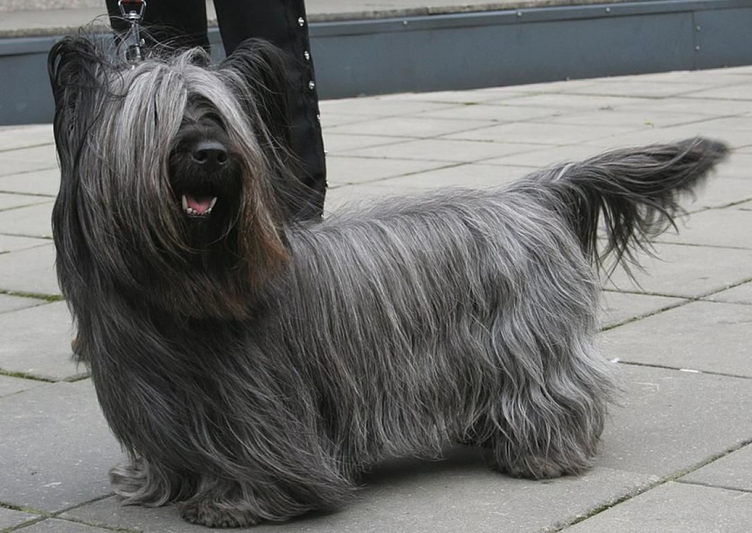 #40. Skye terrier